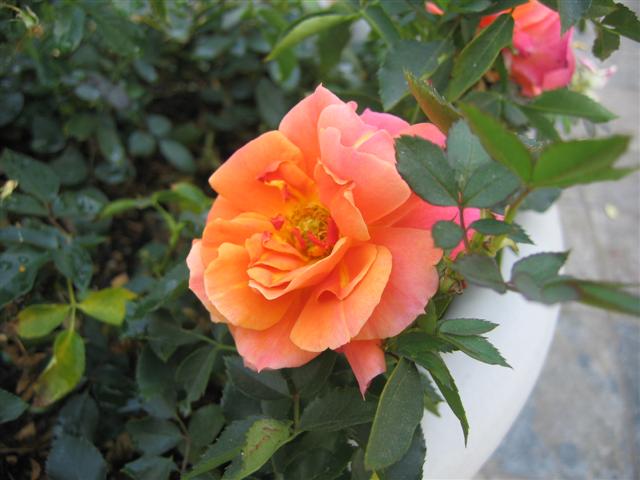 Rosa hybrid 'Disneyland Rose'